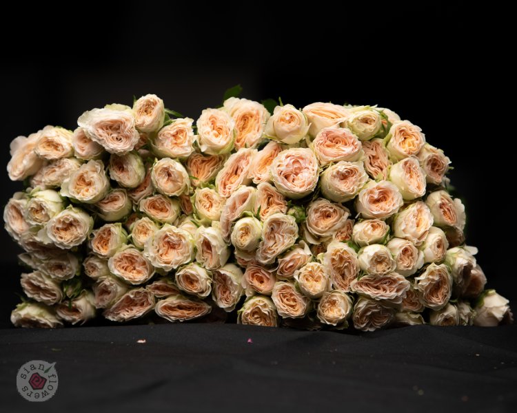 Pink Roses